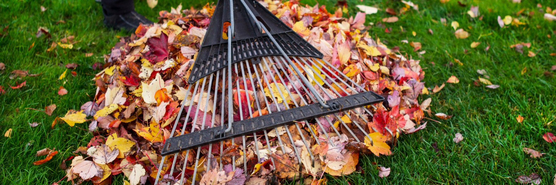 Rake on a pile of colorful fallen leaves on a green lawn