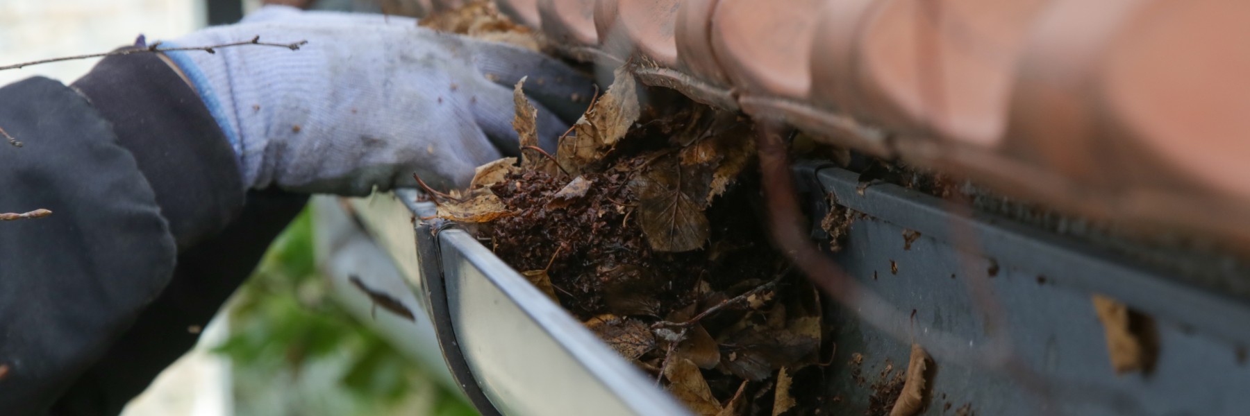 Gloved hand pulling packed leaves out of a clogged gutter