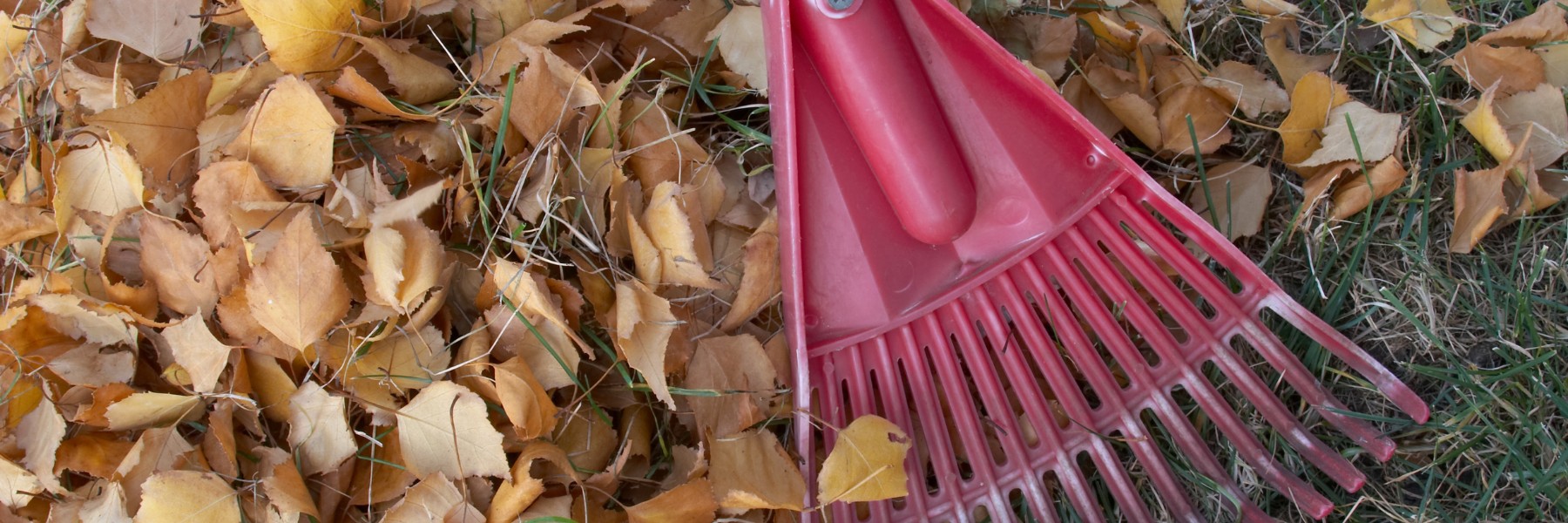 Red rake gathering dry fallen leaves
