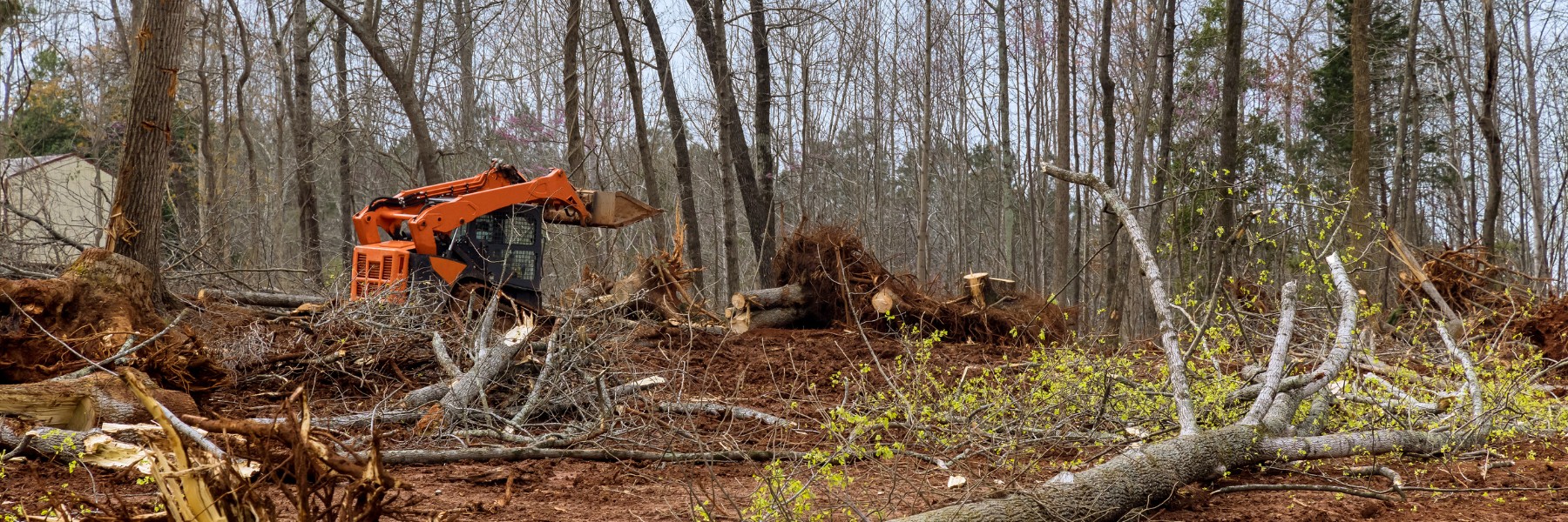 Compact track loader clearing brush and fallen trees from a wooded lot